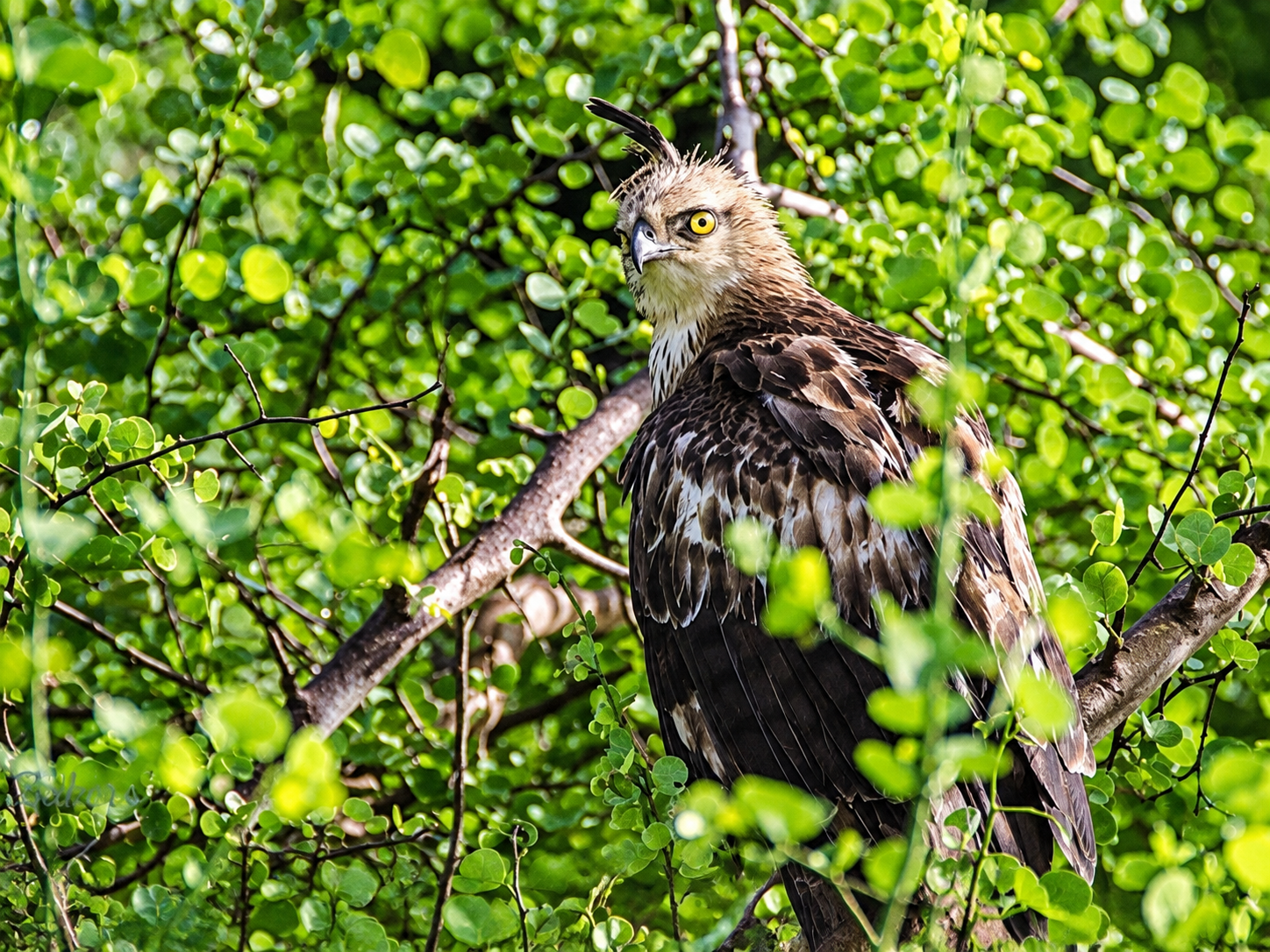 Eagle-at-Udawalawe-National-Park