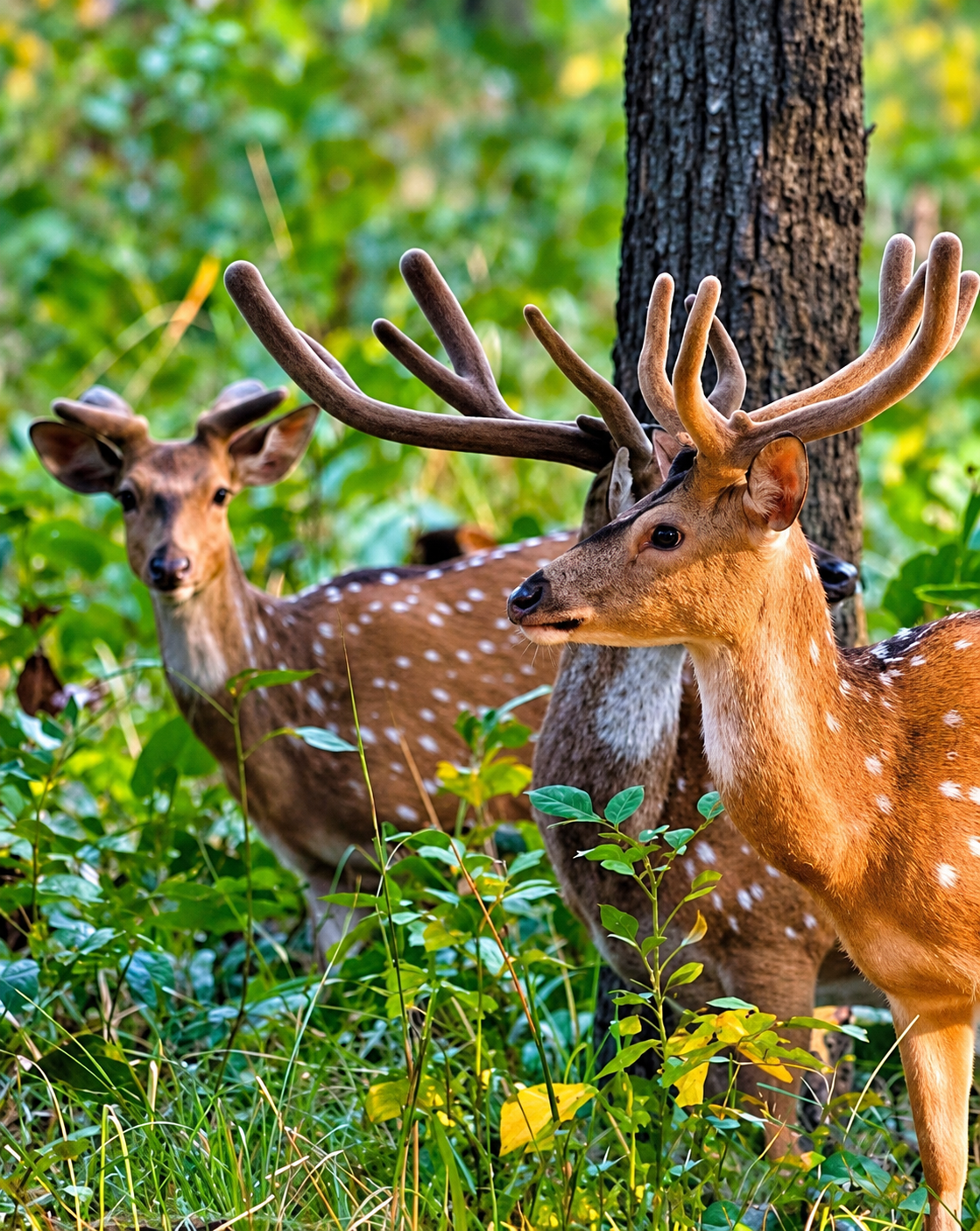 deer-at-Udawalawe-National-Park